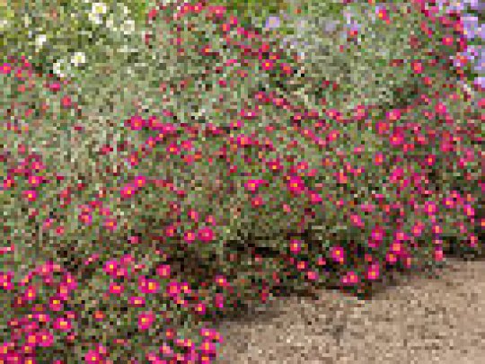 aster-winston-churchill-kepa