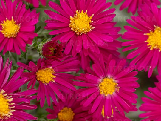 aster-winston-churchill-kwiaty