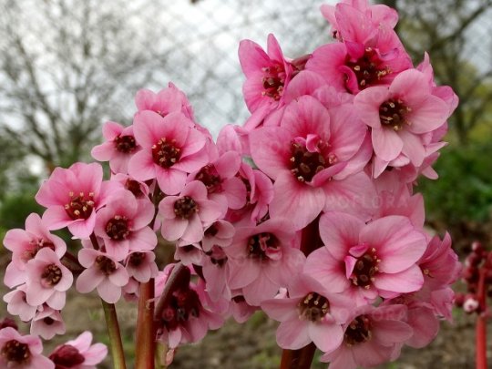 bergenia-sakura-kwiaty