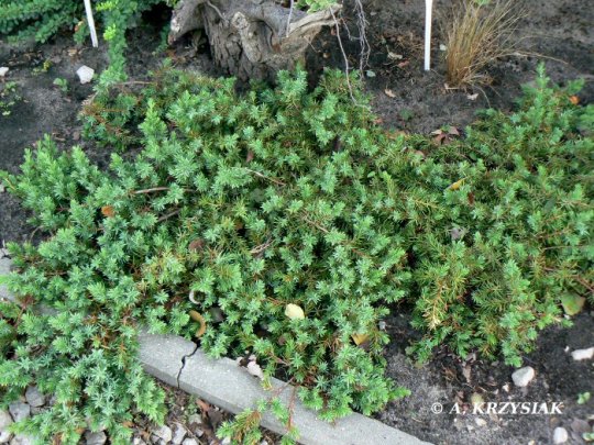 Jałowiec nadbrzeżny