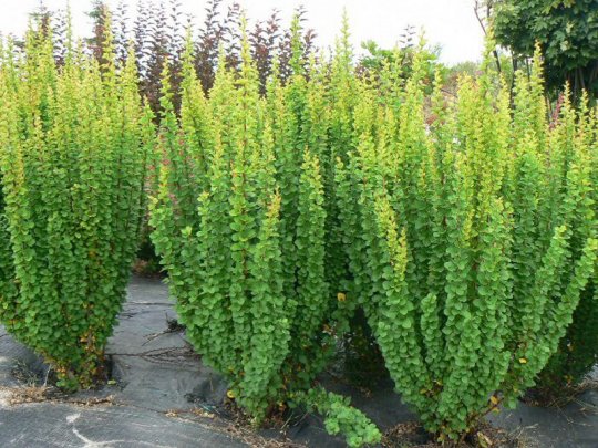 Berberys Thunberga