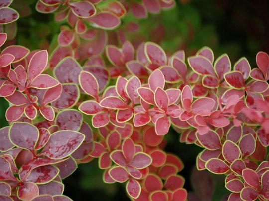 Berberys Thunberga