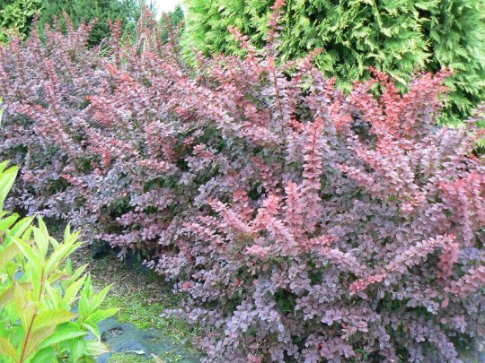 Berberys Thunberga