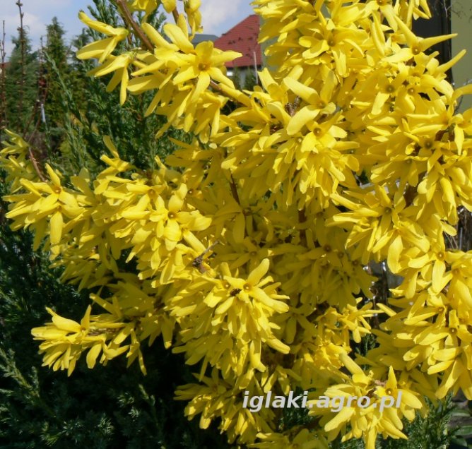 Forsycja pośrednia