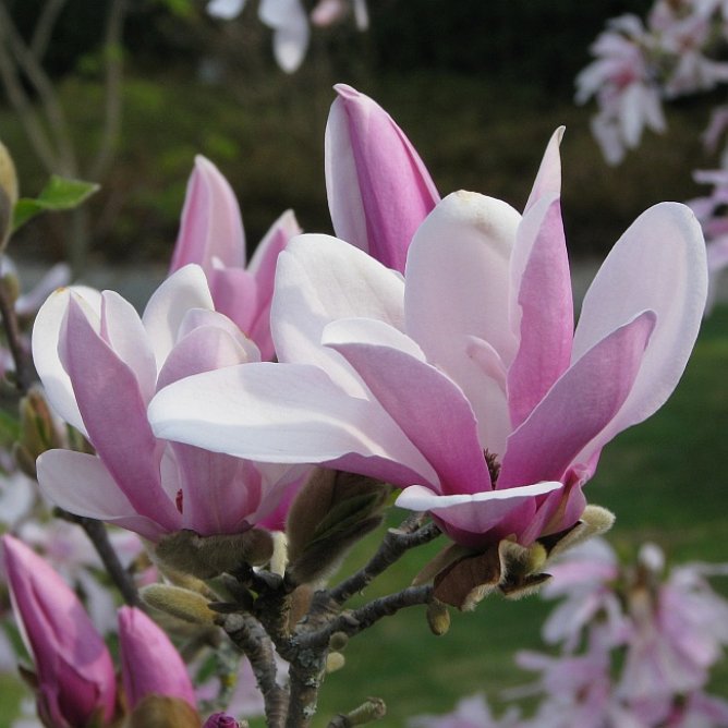 Magnolia