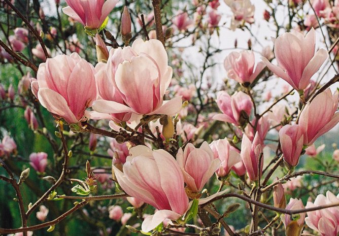 Magnolia  pośrednia