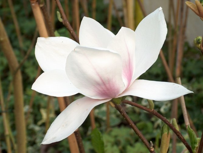 Magnolia  pośrednia