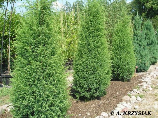 Suecica Ja owiec Pospolity Juniperus Communis suecica-ja-owiec-pospolity-juniperus-communis