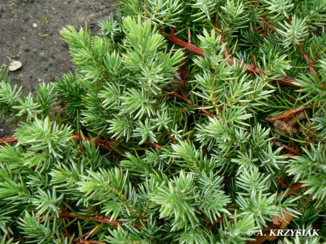 Jałowiec nadbrzeżny