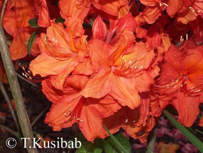 Azalia wielkokwiatowa