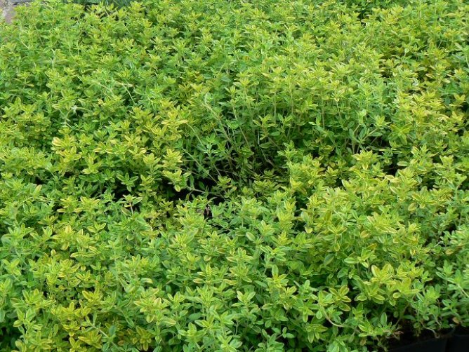 Macierzanka cytrynowa