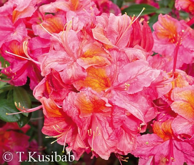 Azalia wielkokwiatowa