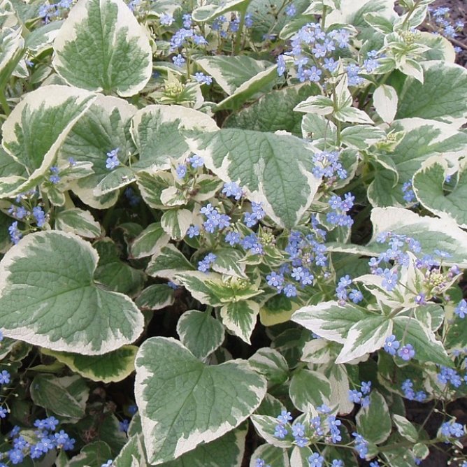 Brunnera wielkolistna