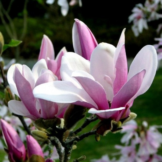 Magnolia