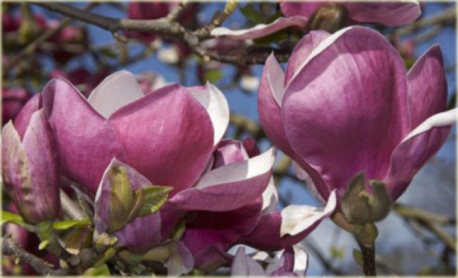 Magnolia Soulange'a