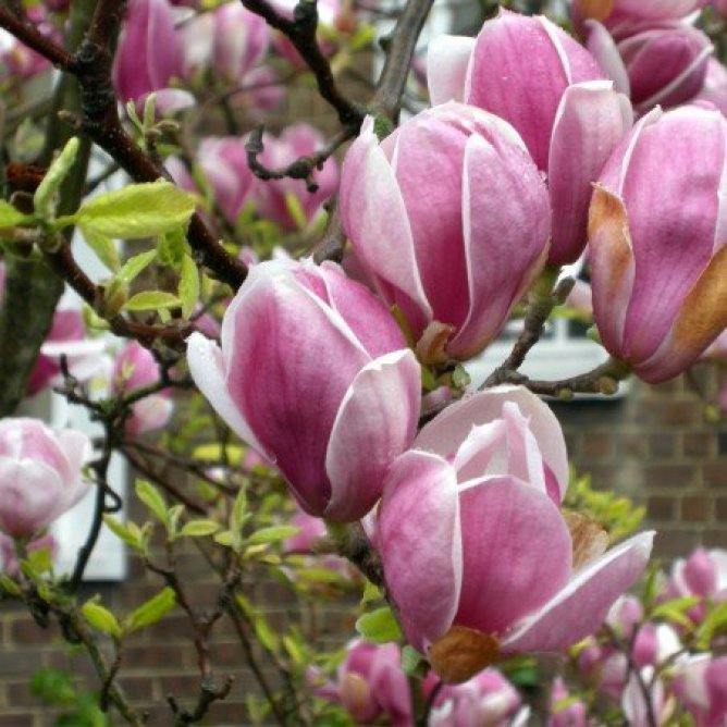 Magnolia Soulange'a