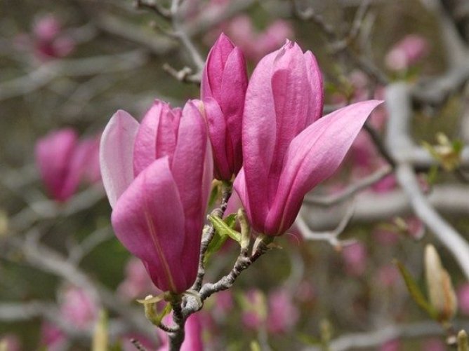 Magnolia