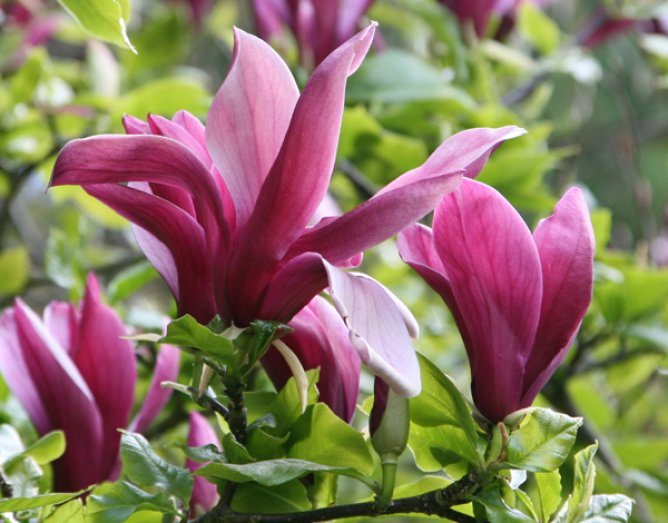 Magnolia purpurowa