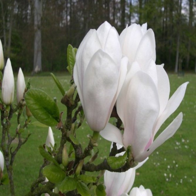 Magnolia Soulange'a