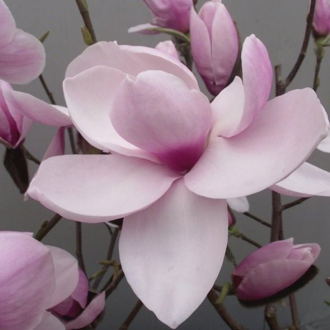 Magnolia