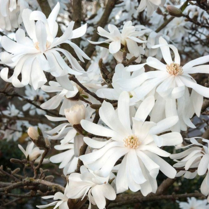 Magnolia gwieździsta