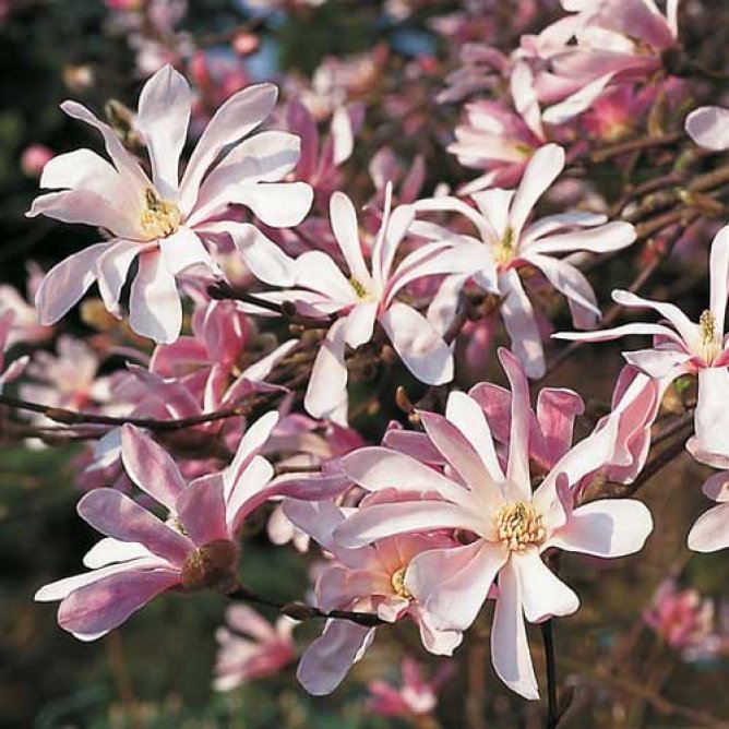 Magnolia Loebnera