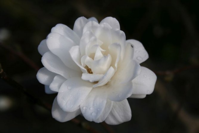 Magnolia Loebnera