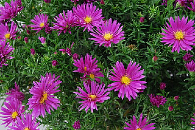 Aster krzaczasty