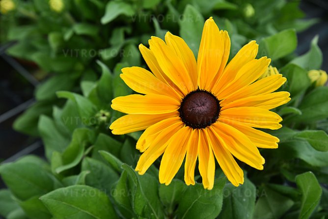 Rudbekia