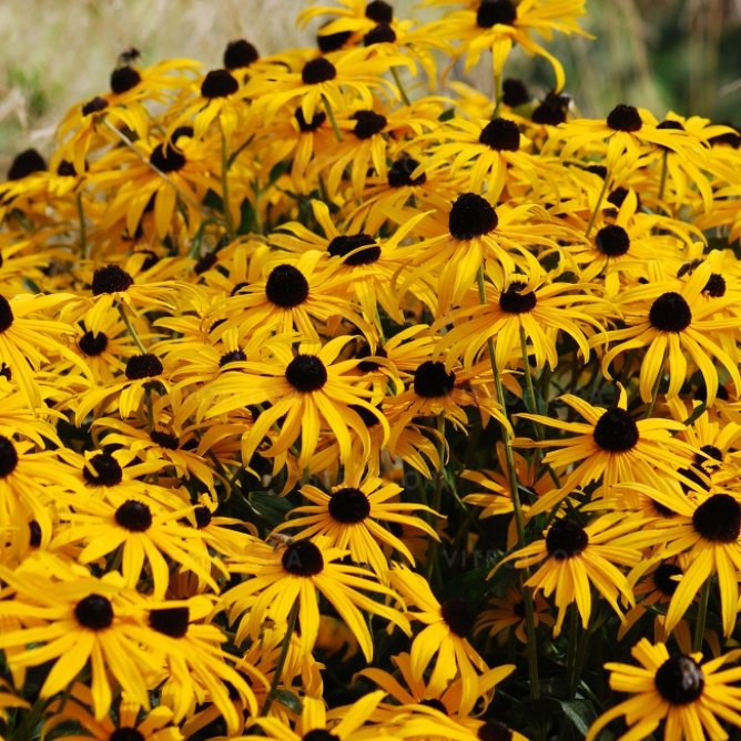 Rudbekia błyskotliwa