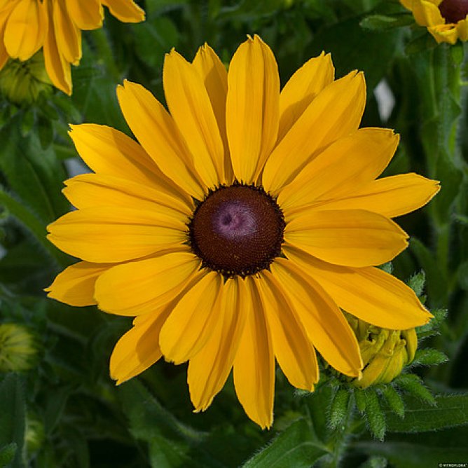 Rudbekia