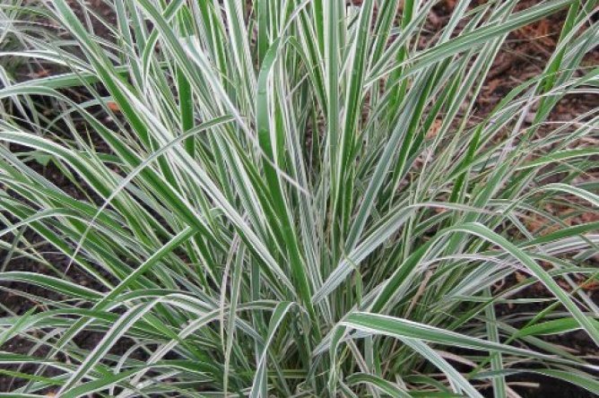 Trzcinnik ostrokwiatowy