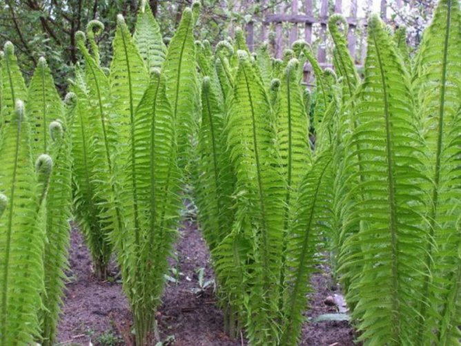 Pióropusznik strusi