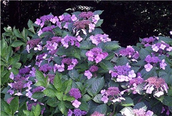 Hortensja piłkowana