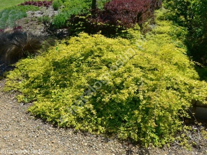 Śnieguliczka Doorenbosa