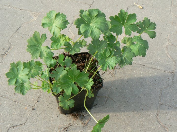 Bodziszek kantabryjski