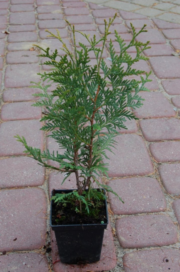 Tuja / Żywotnik zachodni