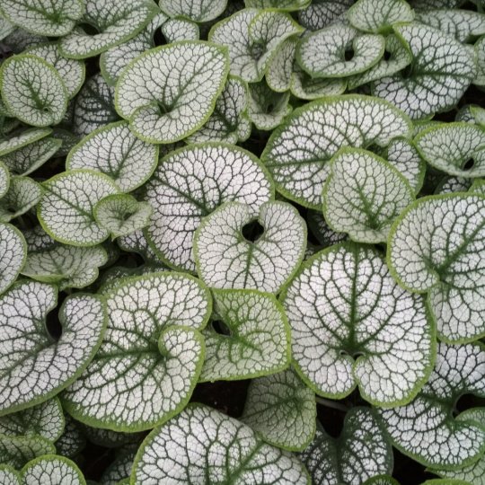 Brunera wielkolistna