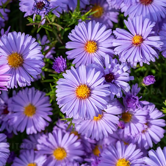 Aster krzaczasty