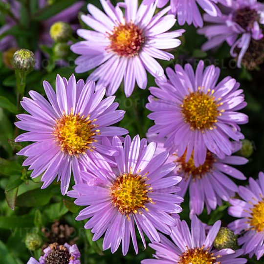Aster krzaczasty