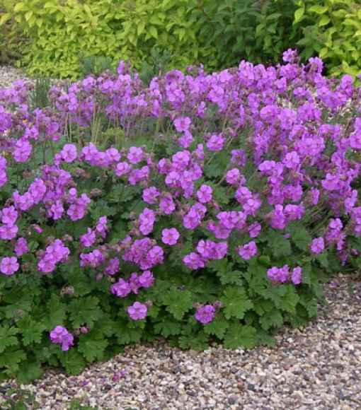 Bodziszek kantabryjski