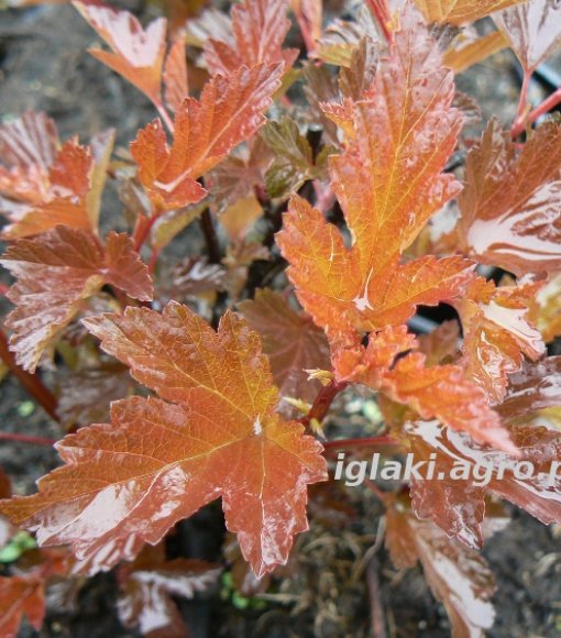 Pęcherznica kalinolistna