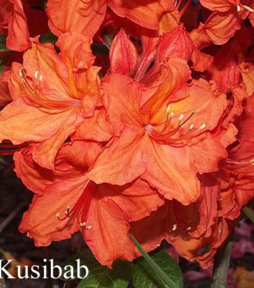 Azalia wielkokwiatowa