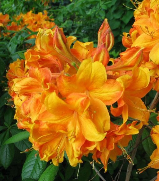 Azalia wielkokwiatowa