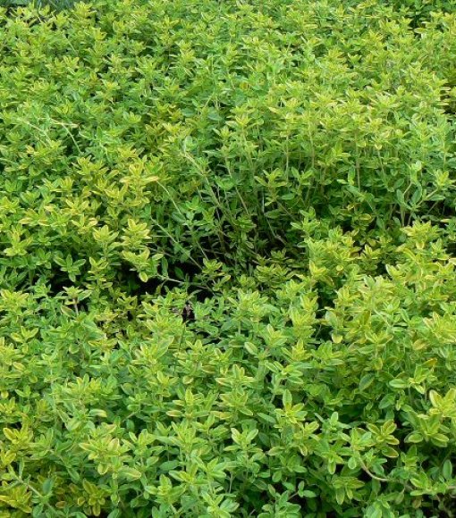 Macierzanka cytrynowa