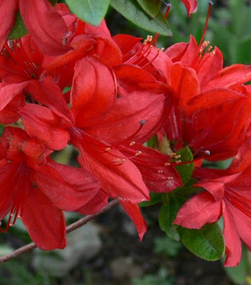 Azalia wielkokwiatowa