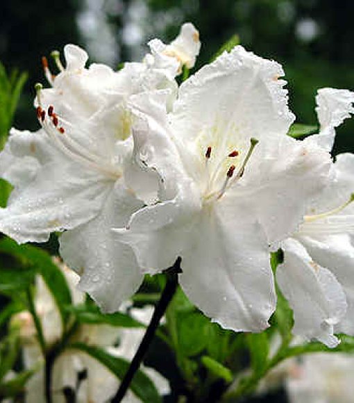 Azalia wielkokwiatowa