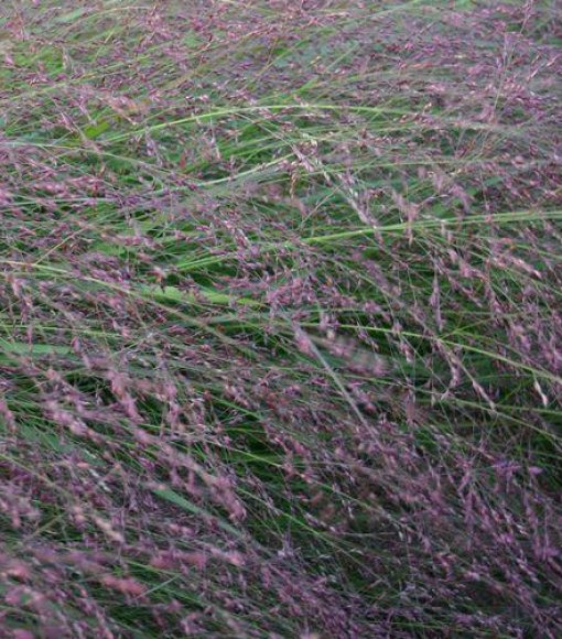 Trzęślica trzcinowata