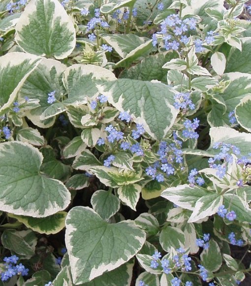 Brunnera wielkolistna