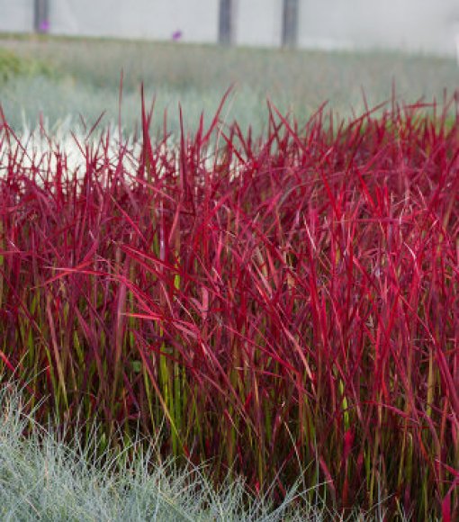 Imperata cylindryczna